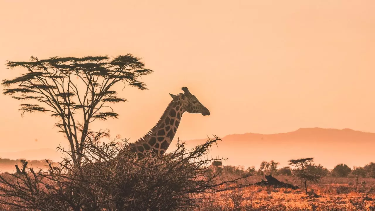 Un passeig per Àfrica sense sortir de casa