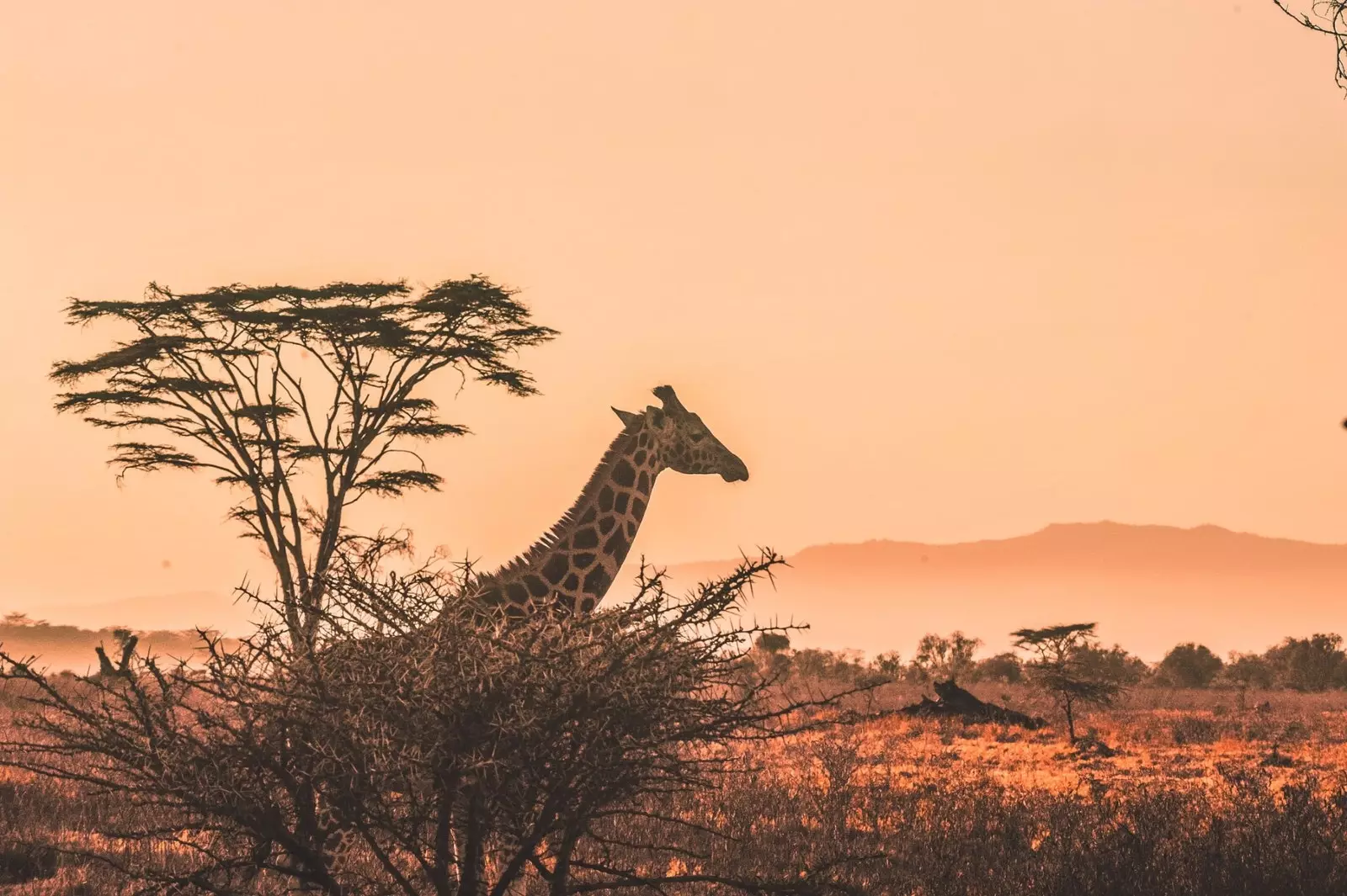 En tur til Afrika hjemmefra