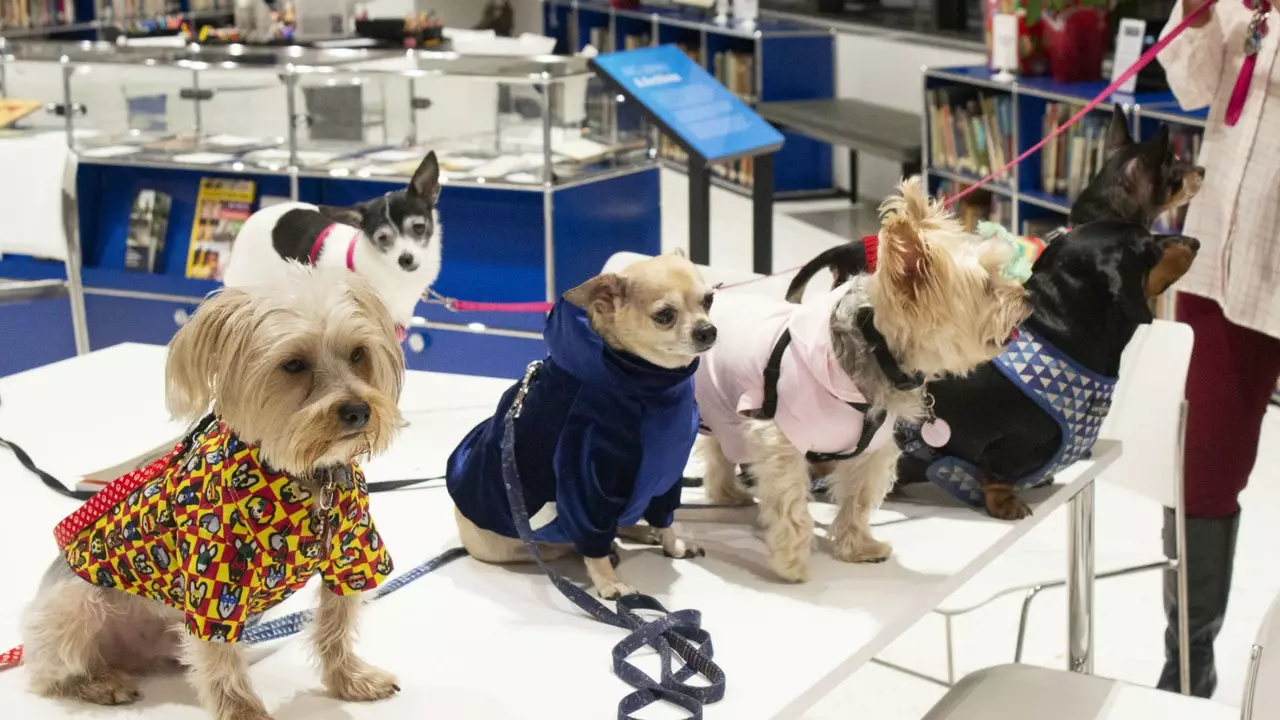 Muzium Anjing di New York (dan semua pameran 2020 tidak boleh dilepaskan)