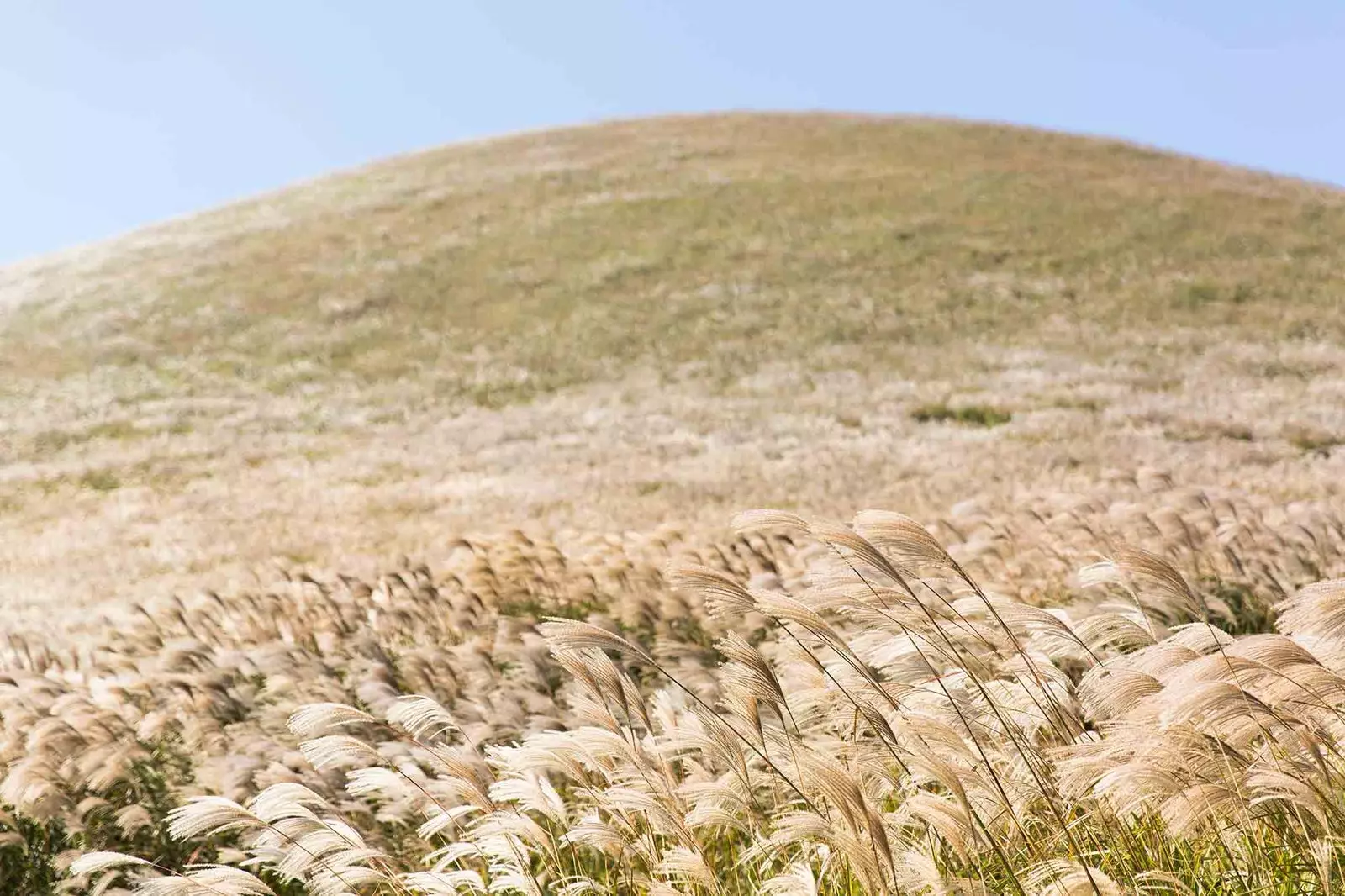 Primavera sulle colline di Jeju