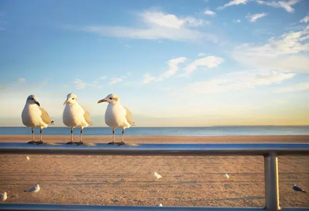 Gabbiani a Coney Island