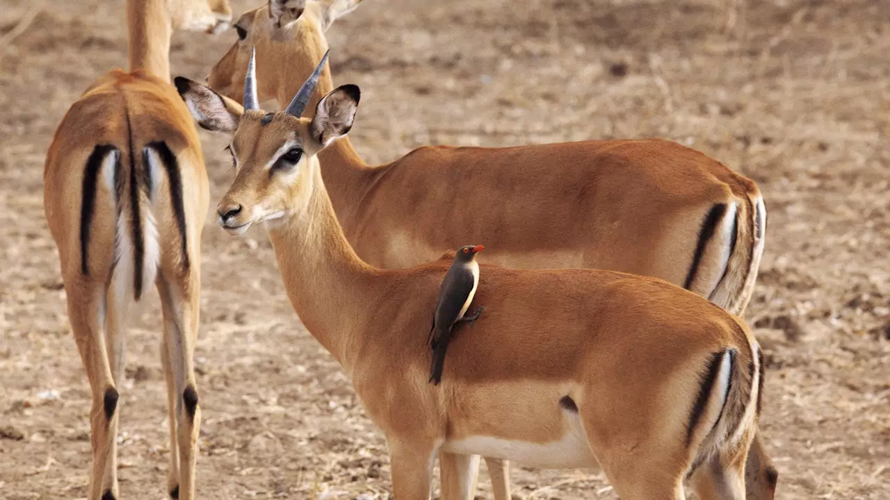 En safari i South Luangwa nasjonalpark, ved bredden av Raging River i Zambia