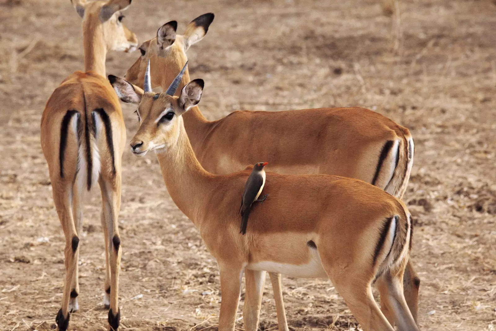 Piccoli impala vagano con uno dei loro inseparabili buoi