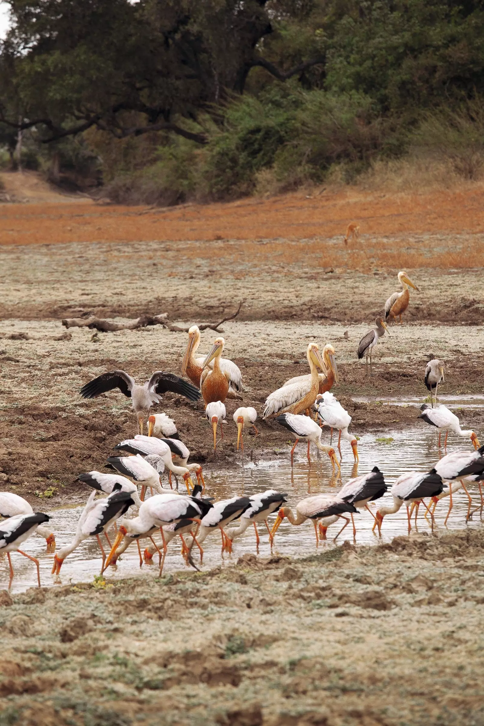 Pelikány a bociany pri napájačke v národnom parku South Luangwa