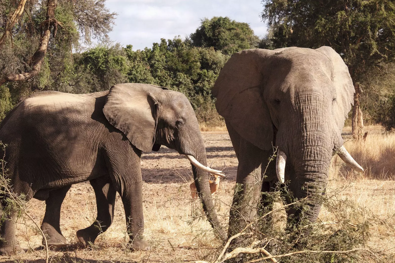 Elefants els veritables reis de la selva