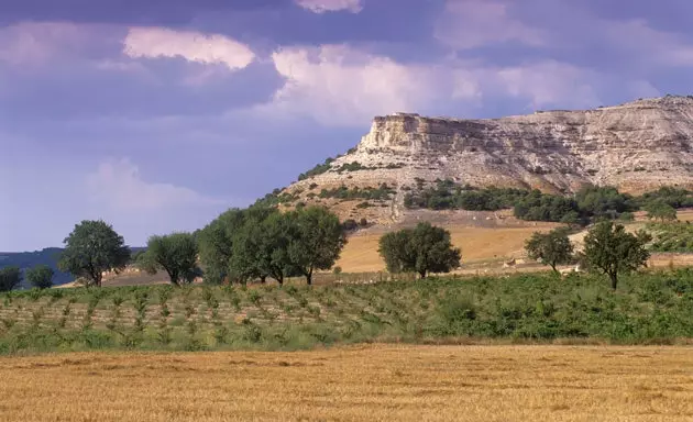 Peñafiel yakınlarında bir bağ