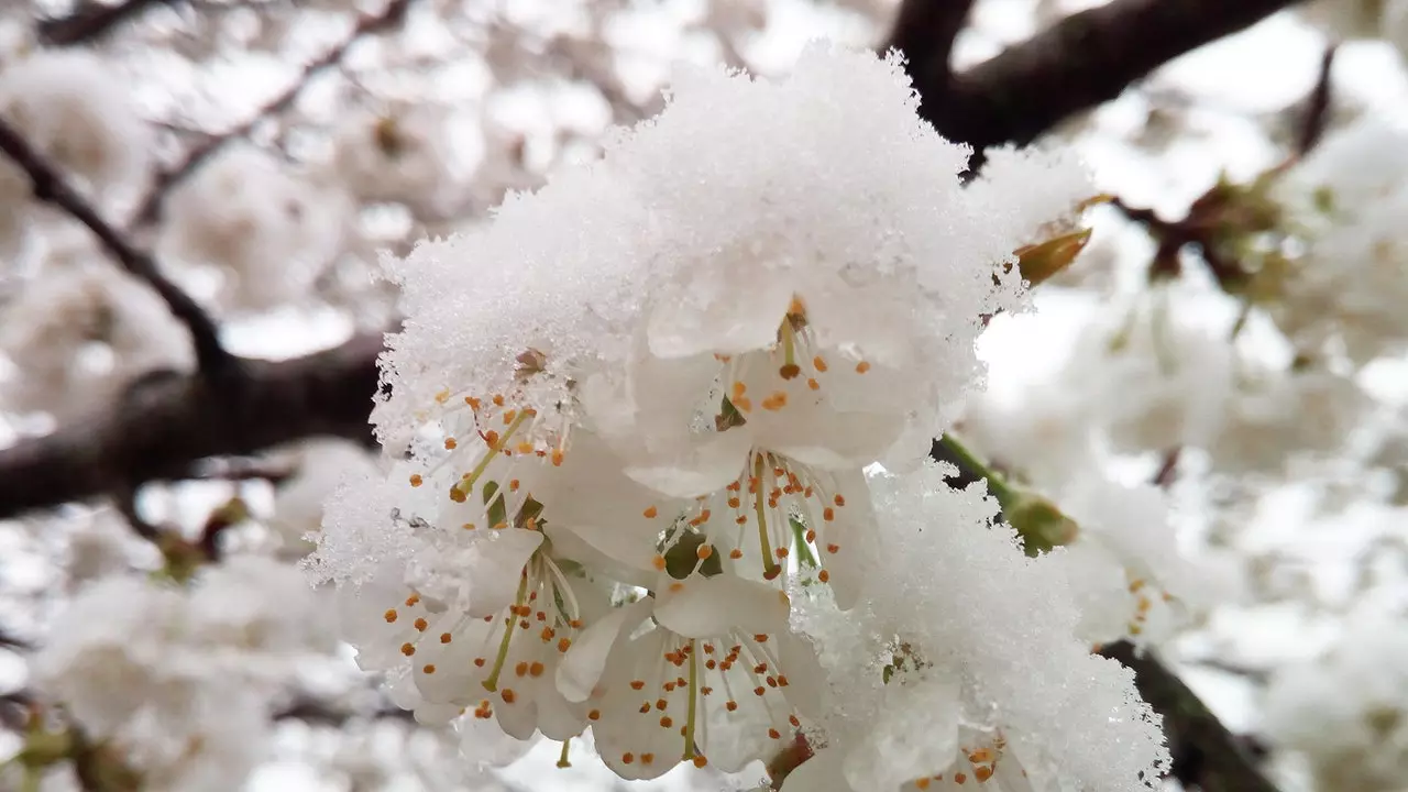 Śnieg pieści kwitnące wiśnie w Corullón, naturalny spektakl!