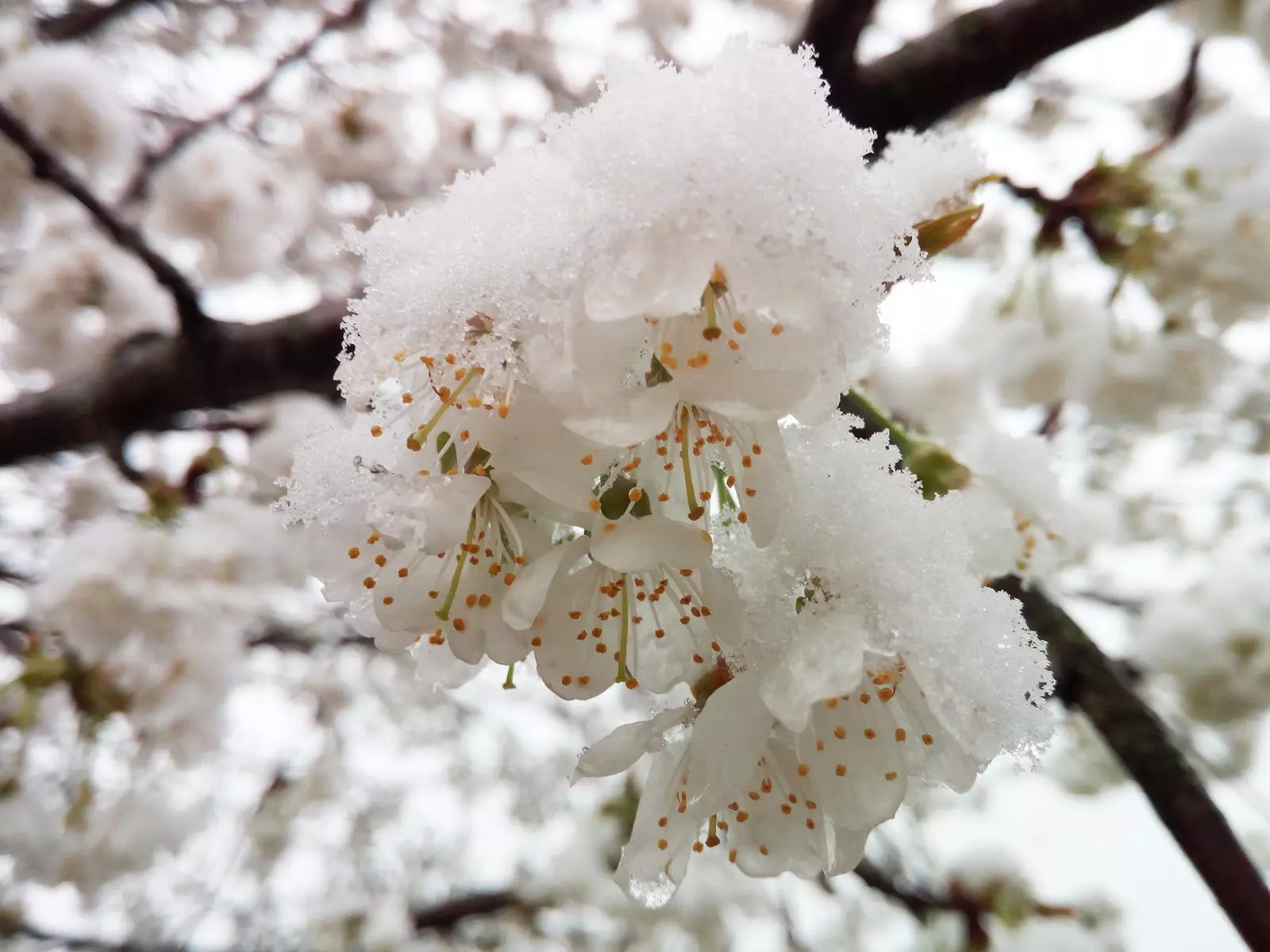 Körsbärsträd som blommar i Corullón den 22 mars 2017