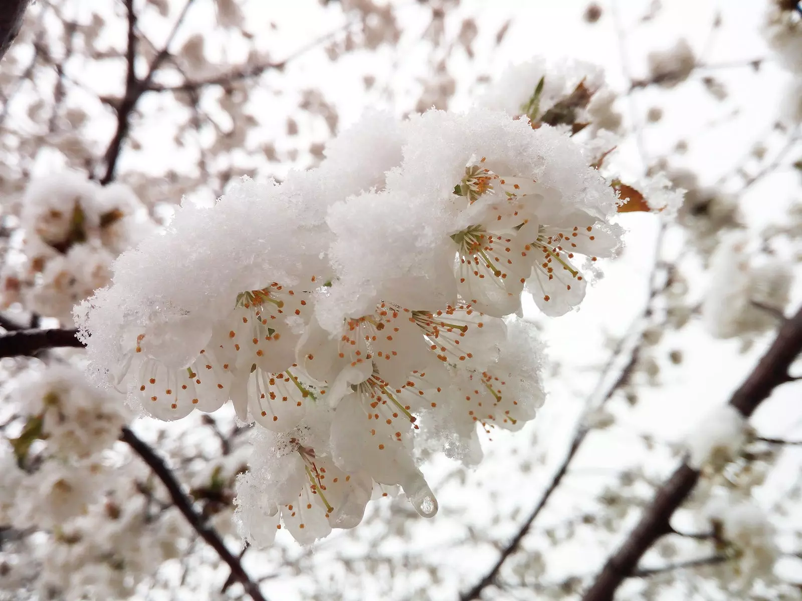 The drop in temperatures gives us images as beautiful as these