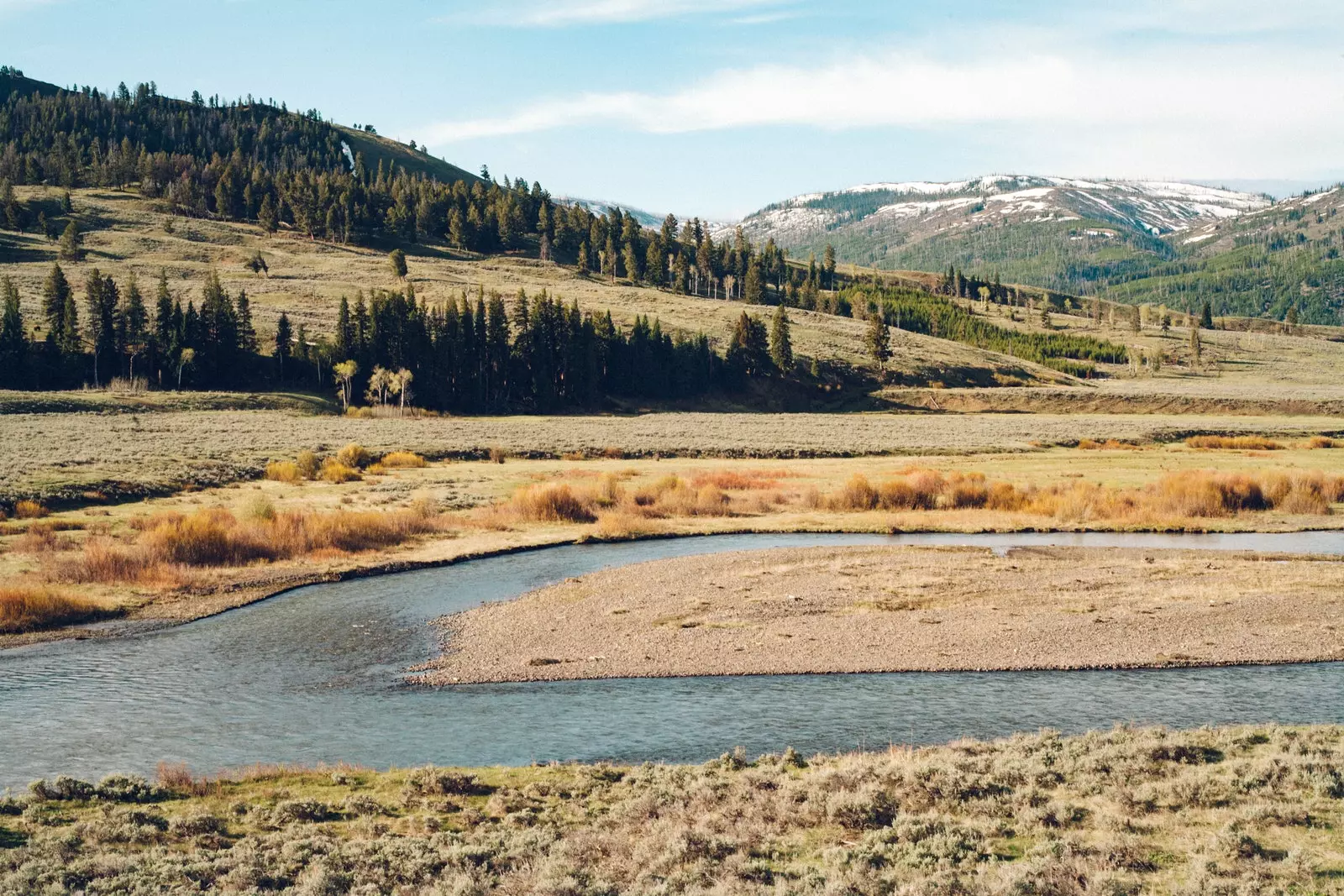 Lokasi luar biasa Yellowstone Park untuk penampakan serigala.