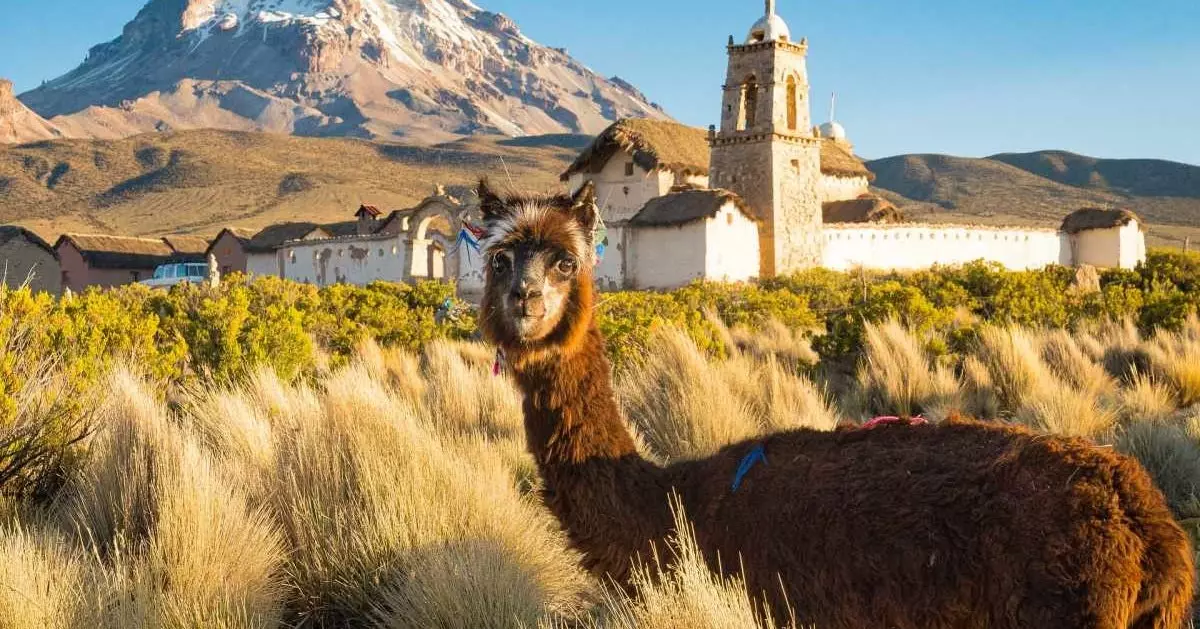 Een alpaca in het nationale park Sajama Bolivia.