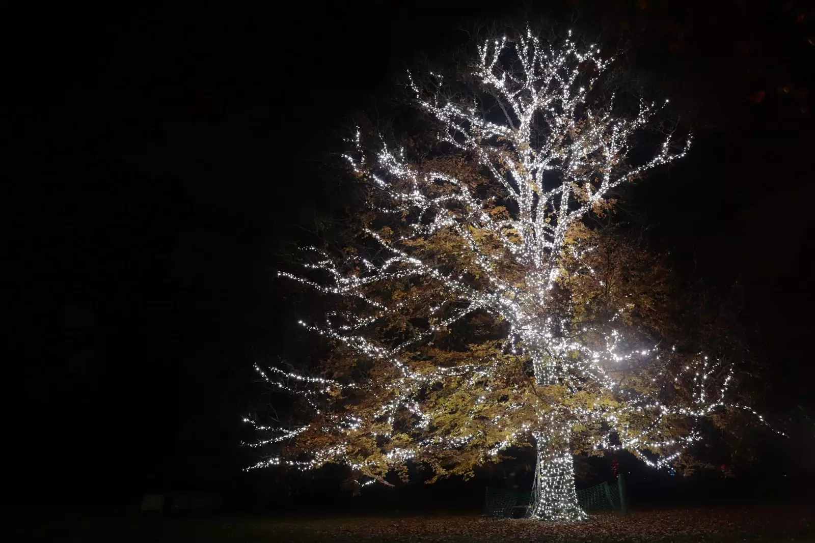 Kew giardini