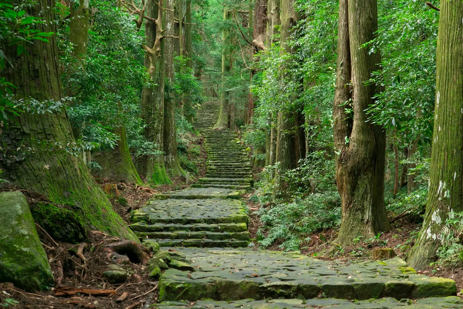 Kumano Kodo ကျောက်တုံးလမ်းရဲ့ ခြေရာတွေဟာ သစ်ပင်တွေကို ဖြတ်ကျော်တက်ကြပါတယ်။