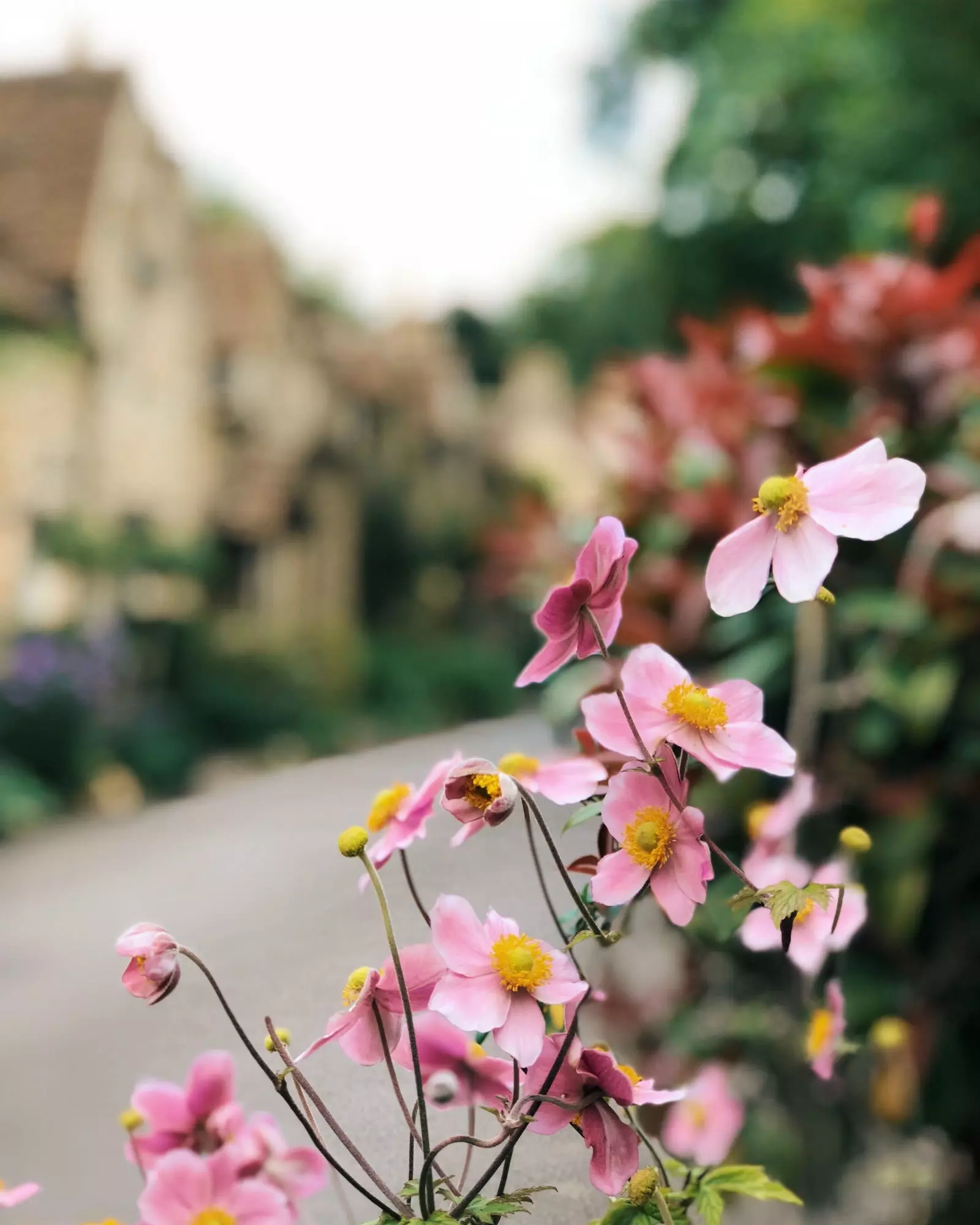 Blomsterdekorasjoner på pensjonatet til Castle Combe.