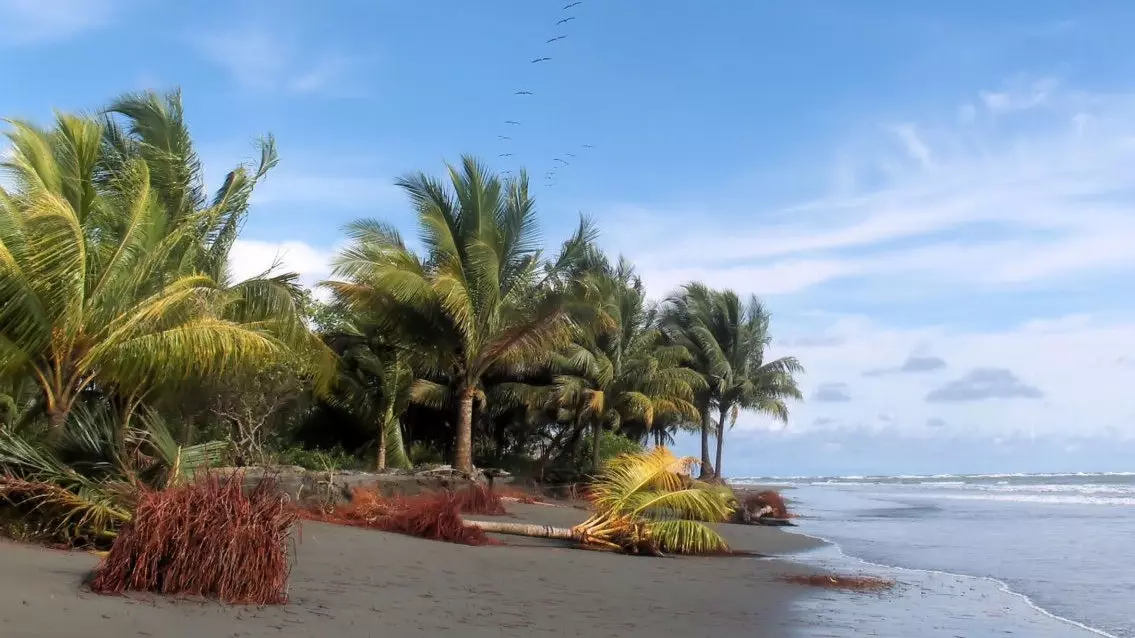 Na tránna an Aigéin Chiúin na Colóime: jungle trópaiceach, mangroves agus rís cnó cócó