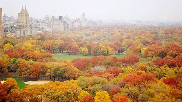 Central Park အနံ့က ဘာလဲ။ အနုပညာရှင်တစ်ဦးသည် ၎င်း၏ထည့်သွင်းမှုတွင် ၎င်းကိုမျှဝေသည်။