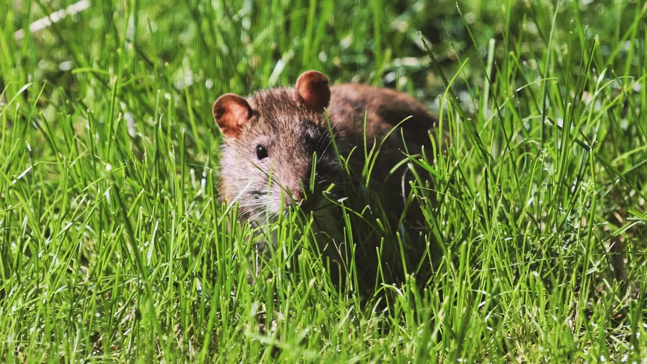 Acesta este ghidul definitiv pentru a înțelege natura, și în interior