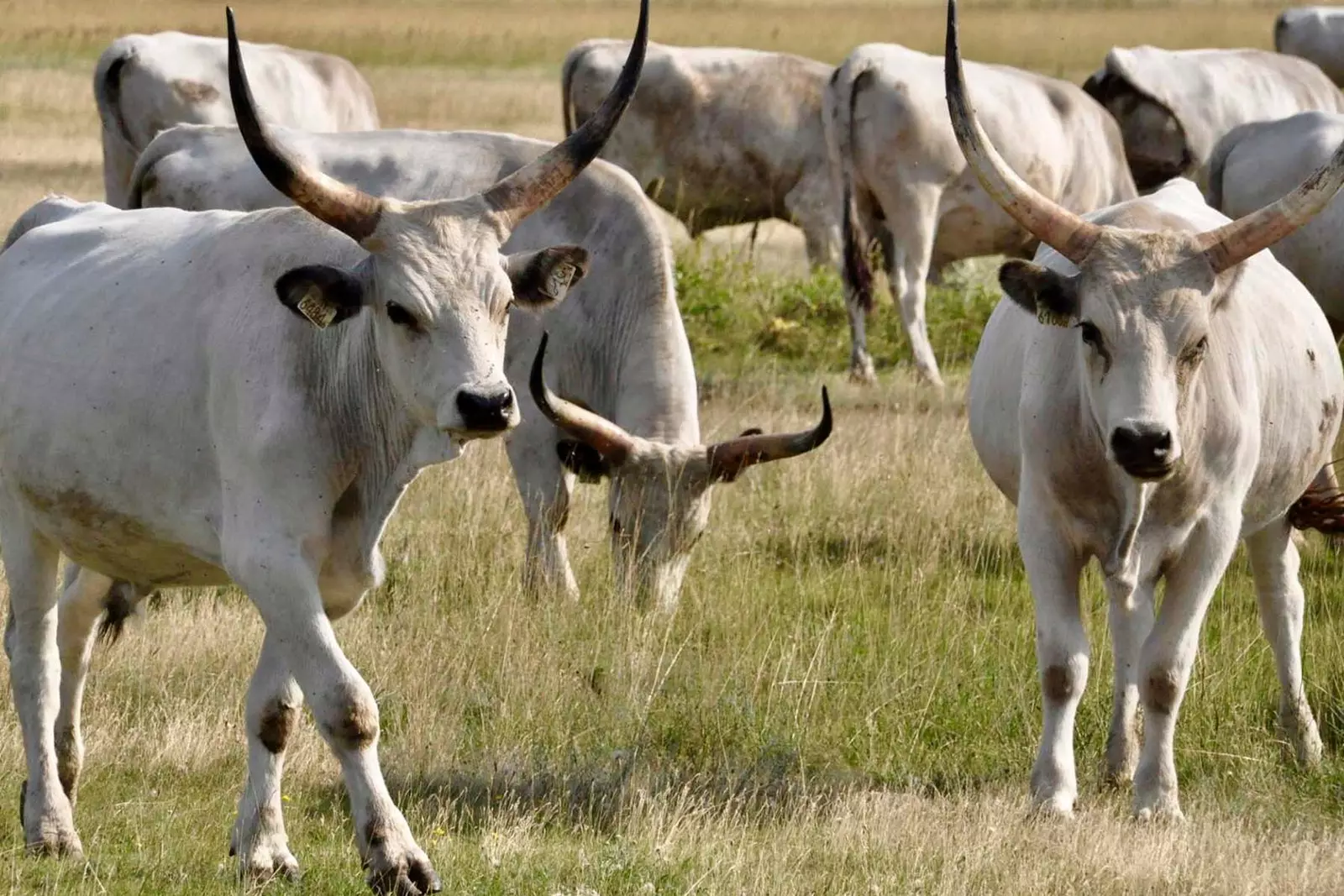 troupeau de vaches à Hortobgy