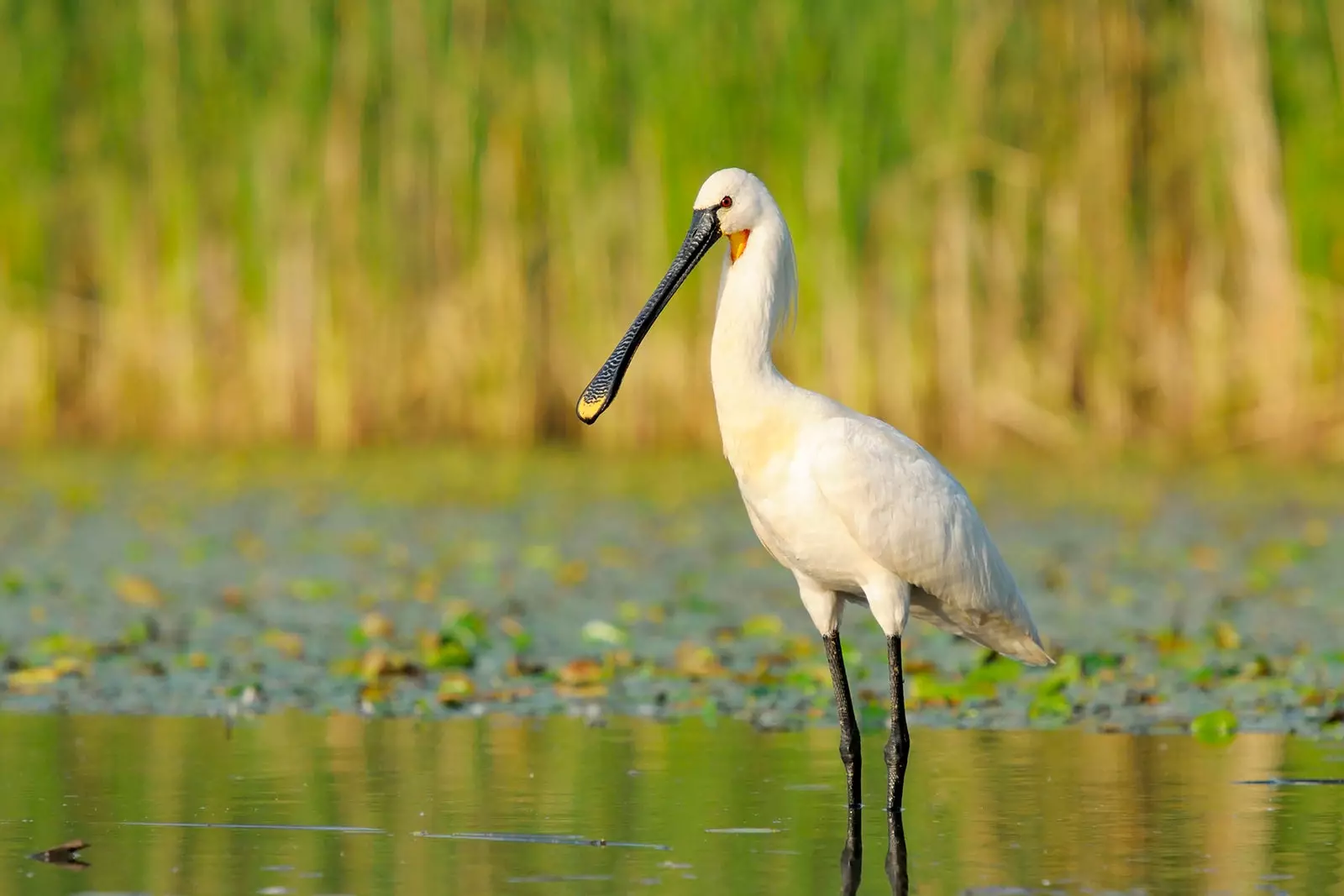 burung spoonbill