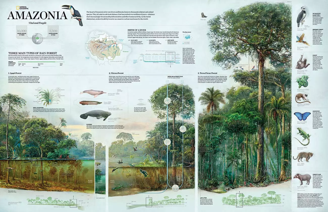 De rijkdom van de Amazone