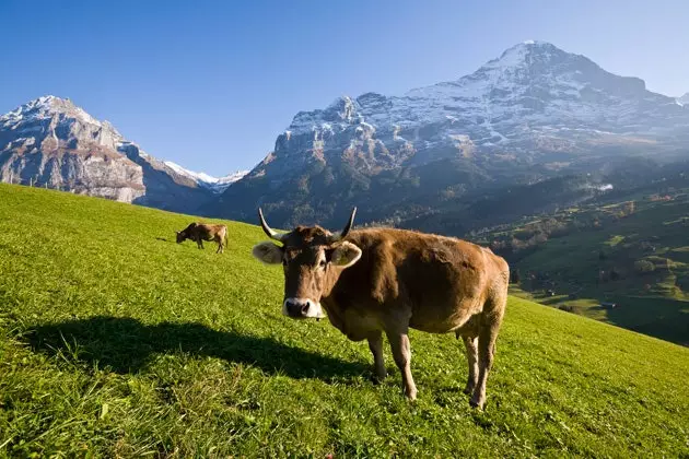 Grindelwald kuinka menettää korkeuden pelkosi