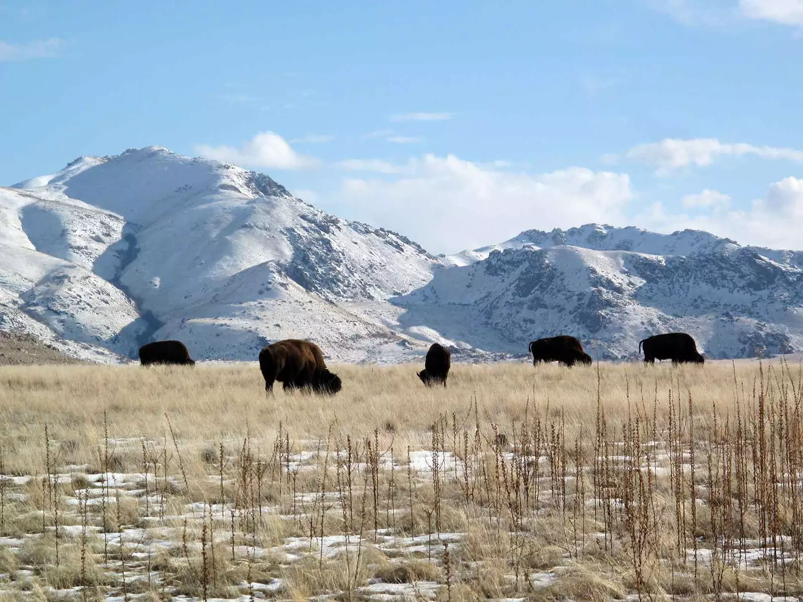 W ciągu dnia warto również odwiedzić Park Stanowy Antelope Island.