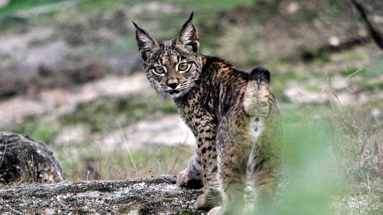 Ar rian an lynx Iberian sa Sierra de Andújar