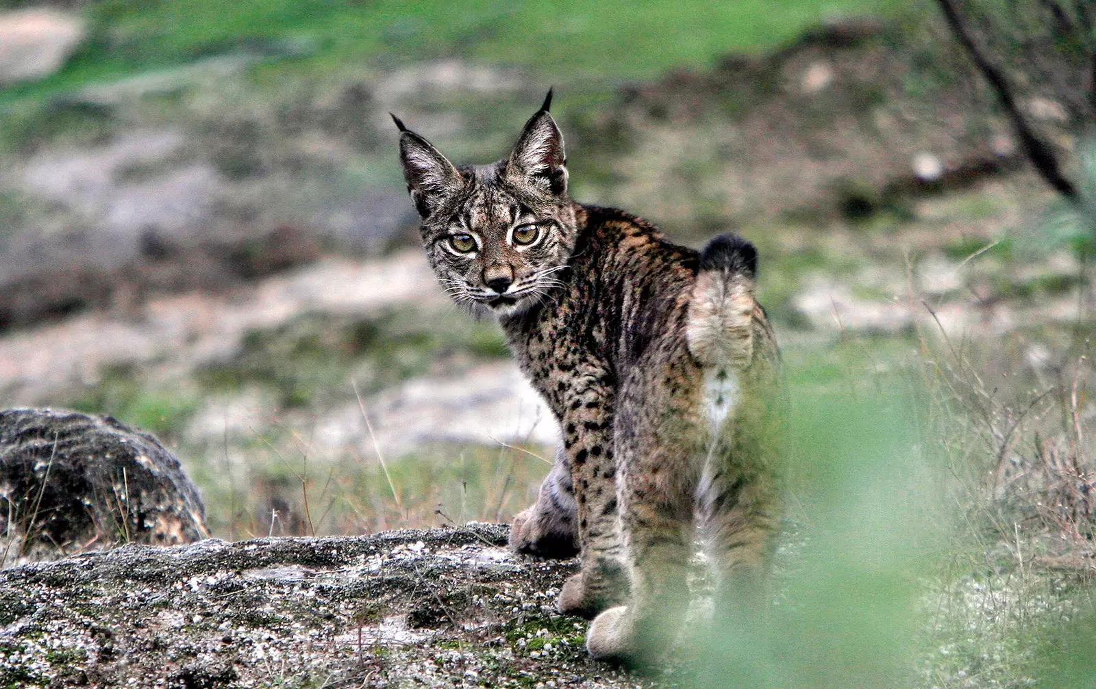 Iberian lynx