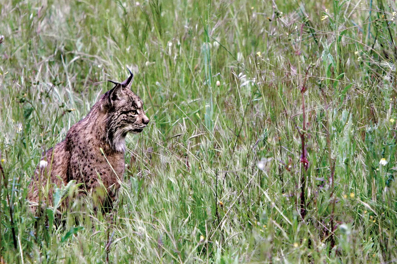 Iberian lynx