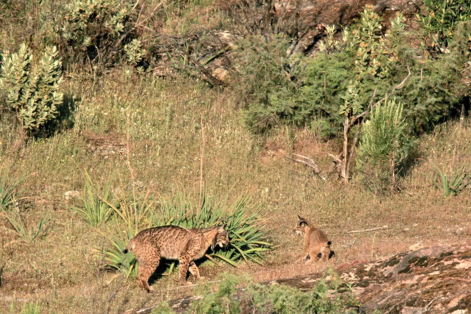 lince ibérico