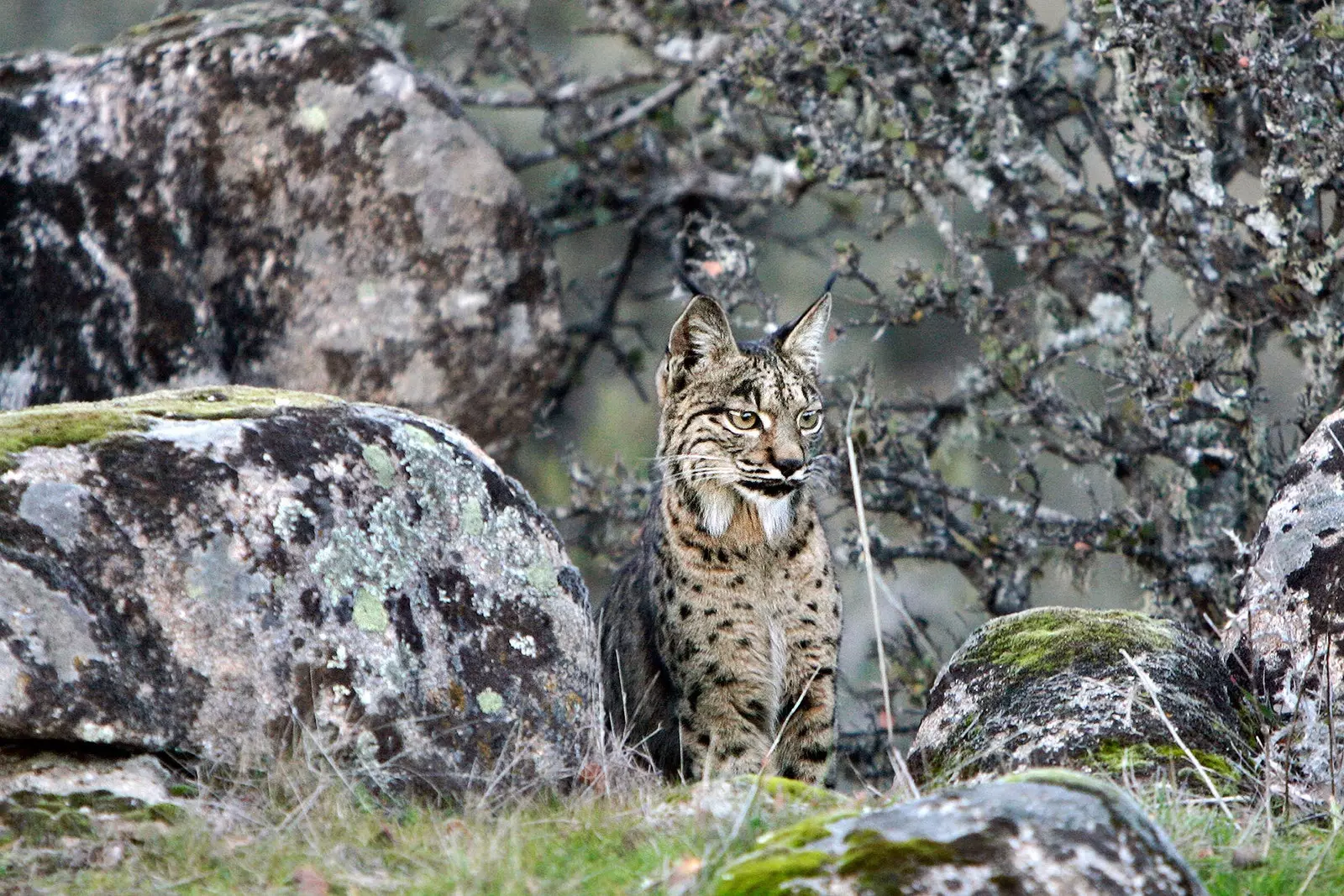 Iberian lynx