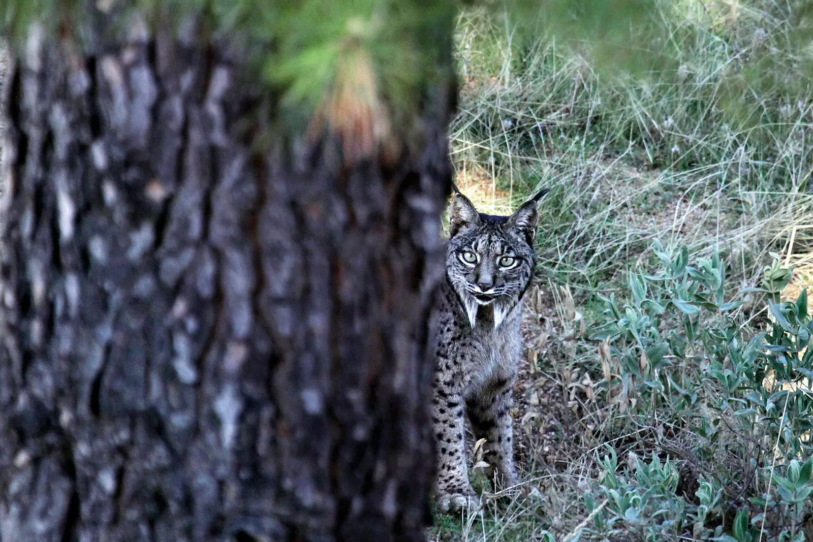 Iberian lynx