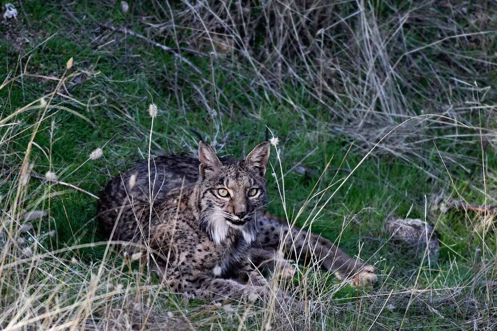 Iberian lynx