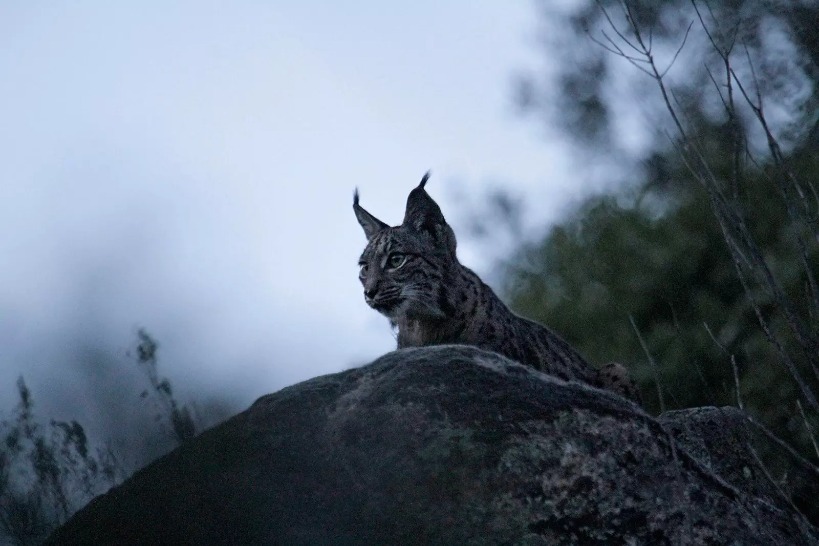 Iberian lynx