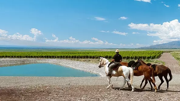 Lembah Uco: mencari Malbec