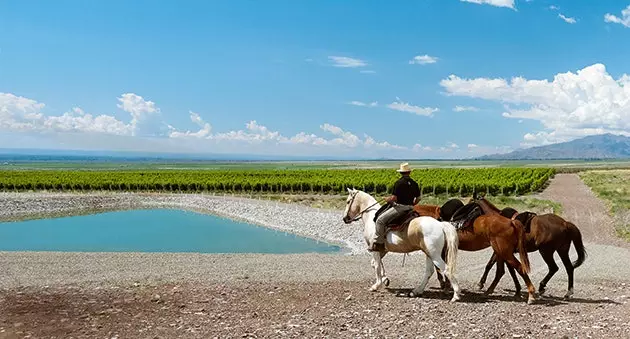 هتل شراب Casa de Uco Vineyards امکان خرید یک بلوک یک هکتاری با چندین نوع انگور را ارائه می دهد.