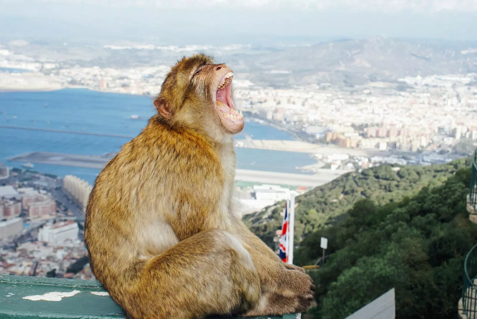 monyet gibraltar