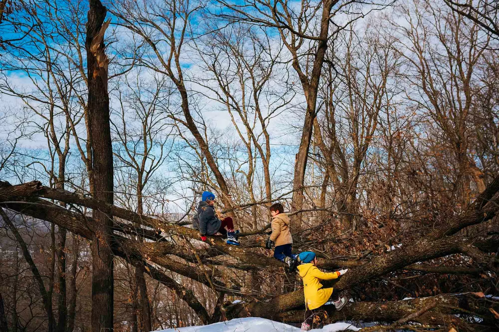 enfants dans un arbre