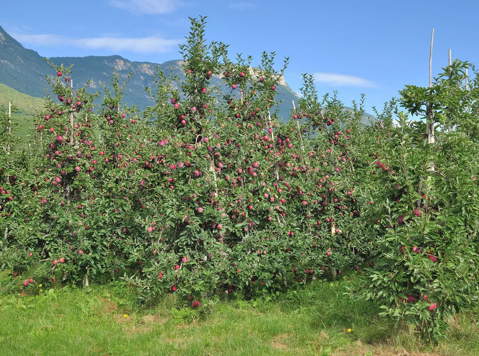 Surréservation de pommes à Merano