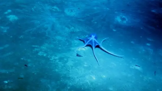 Moteče in osupljivo, tako zveni najgloblja točka v oceanu