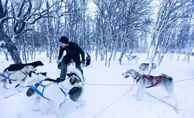 Một bầy chó chờ đợi thời điểm để bắt đầu kéo