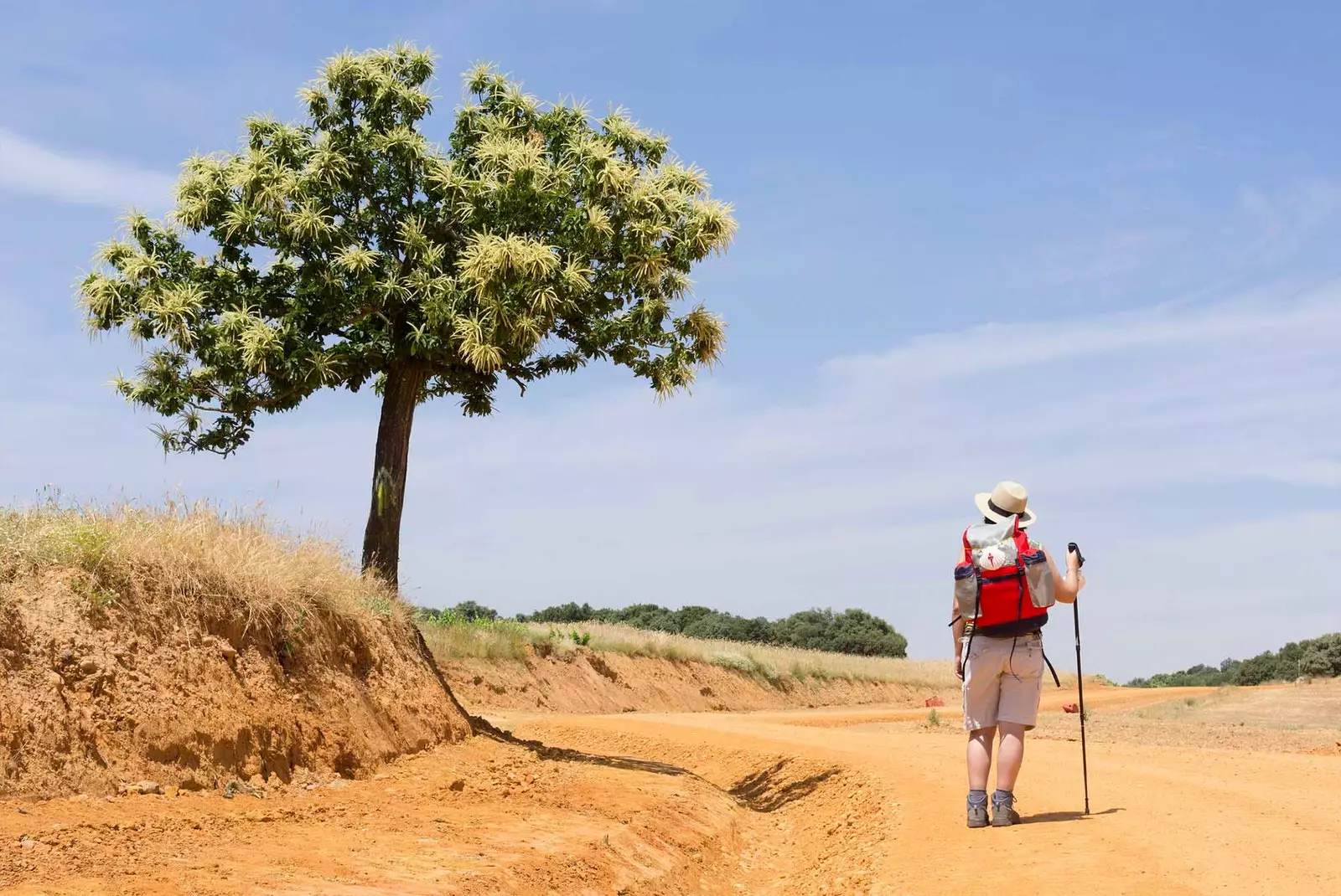 زائر در Camino de Santiago در کنار یک درخت