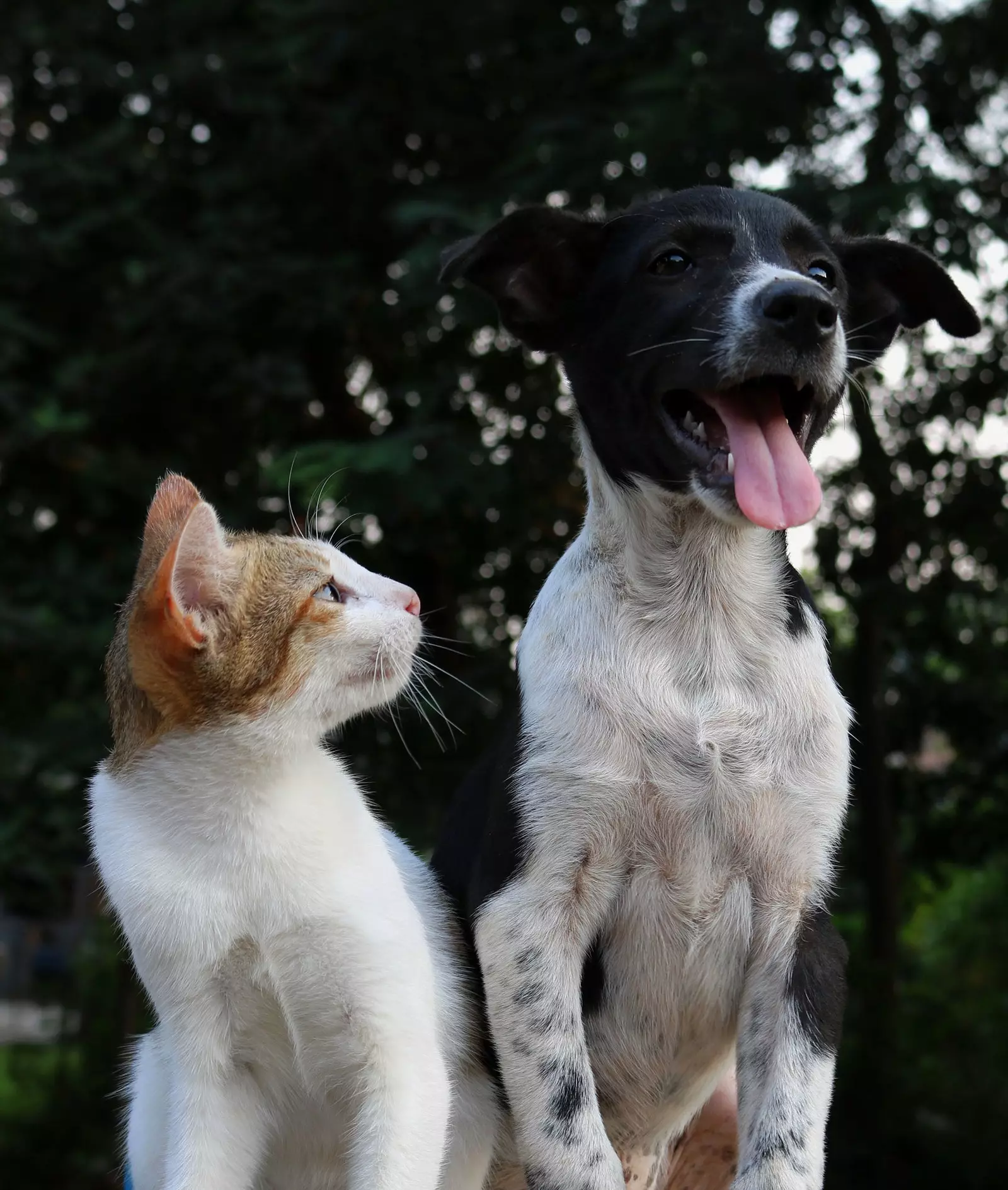 Cat and dog