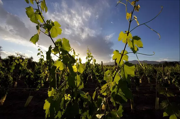 Mendoza verden dreier seg om vin