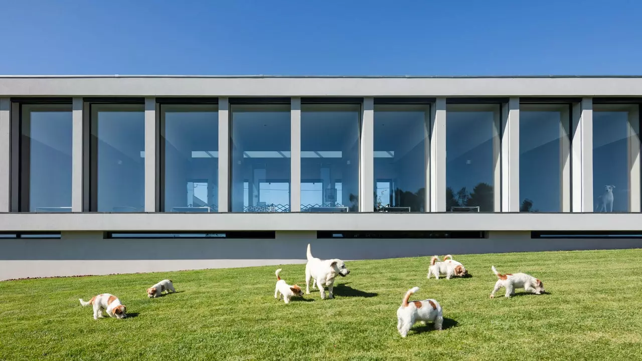 This hotel in Portugal doesn't just allow cats and dogs, it's for cats and dogs!