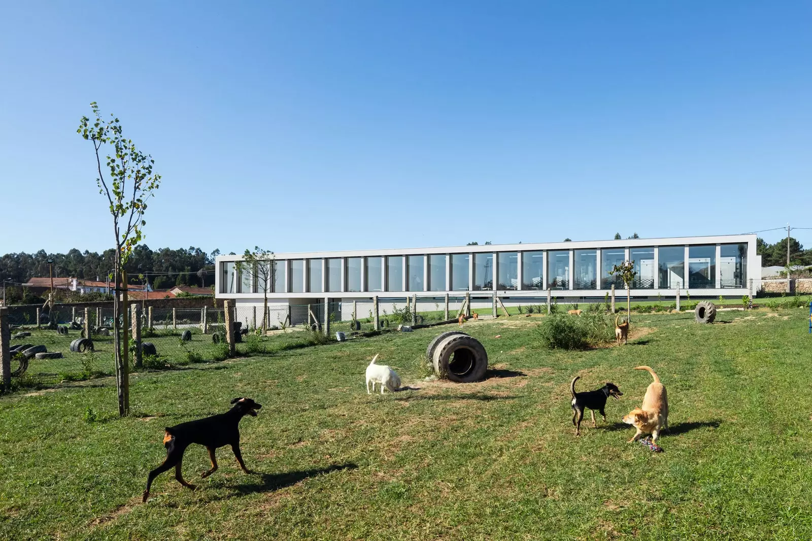 Canine Feline Hotel