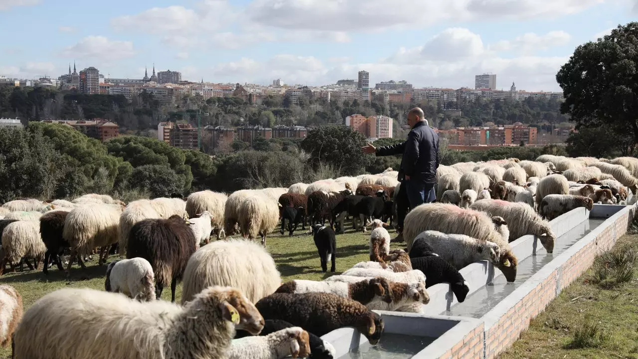 Ovce se že pasejo v Casa de Campo