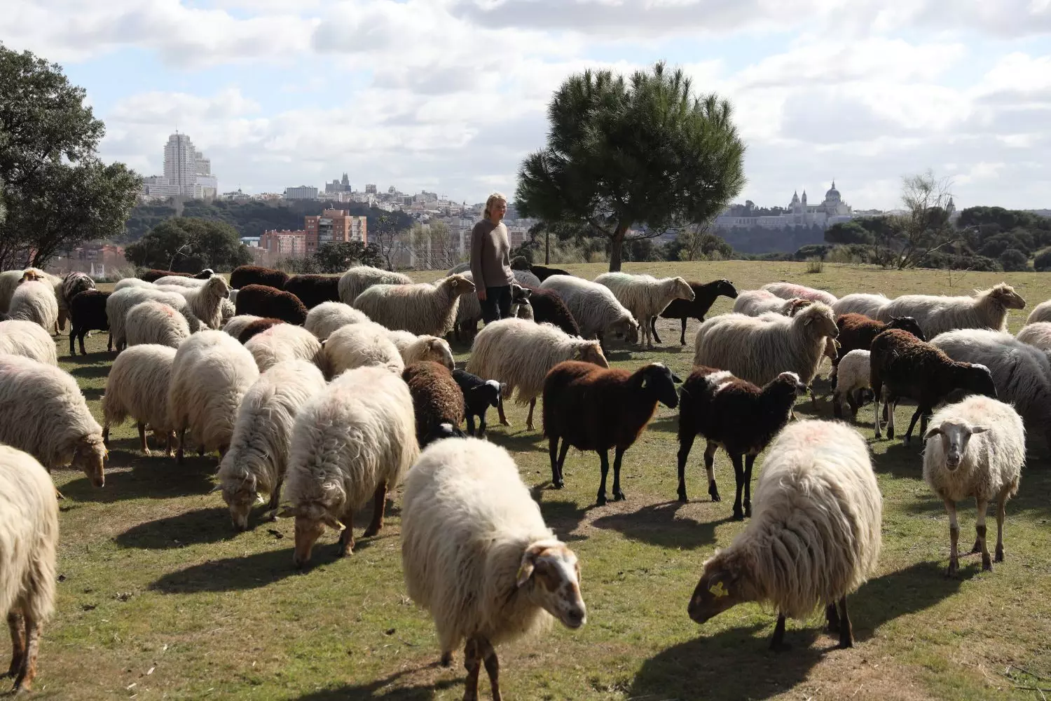 Oile pasc deja în Casa de Campo