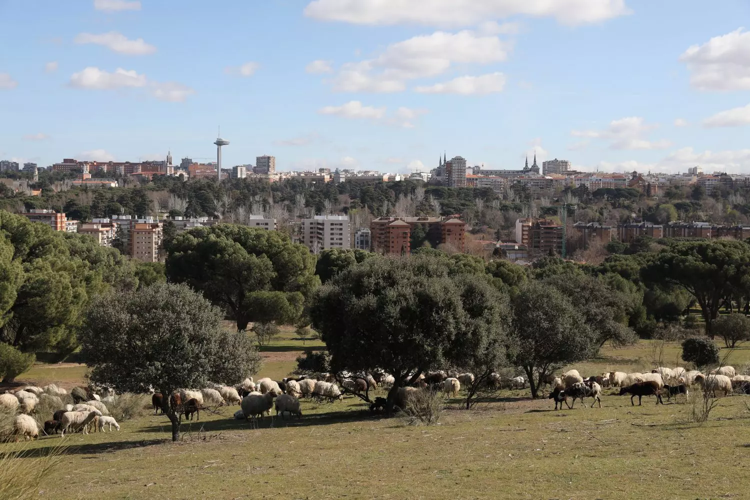 Ovce se že pasejo v Casa de Campo