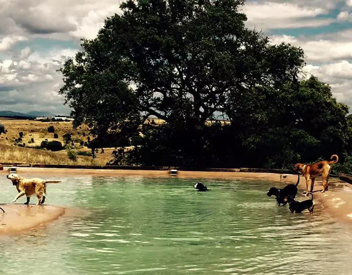 Den första hundpoolen öppnar i Madrid